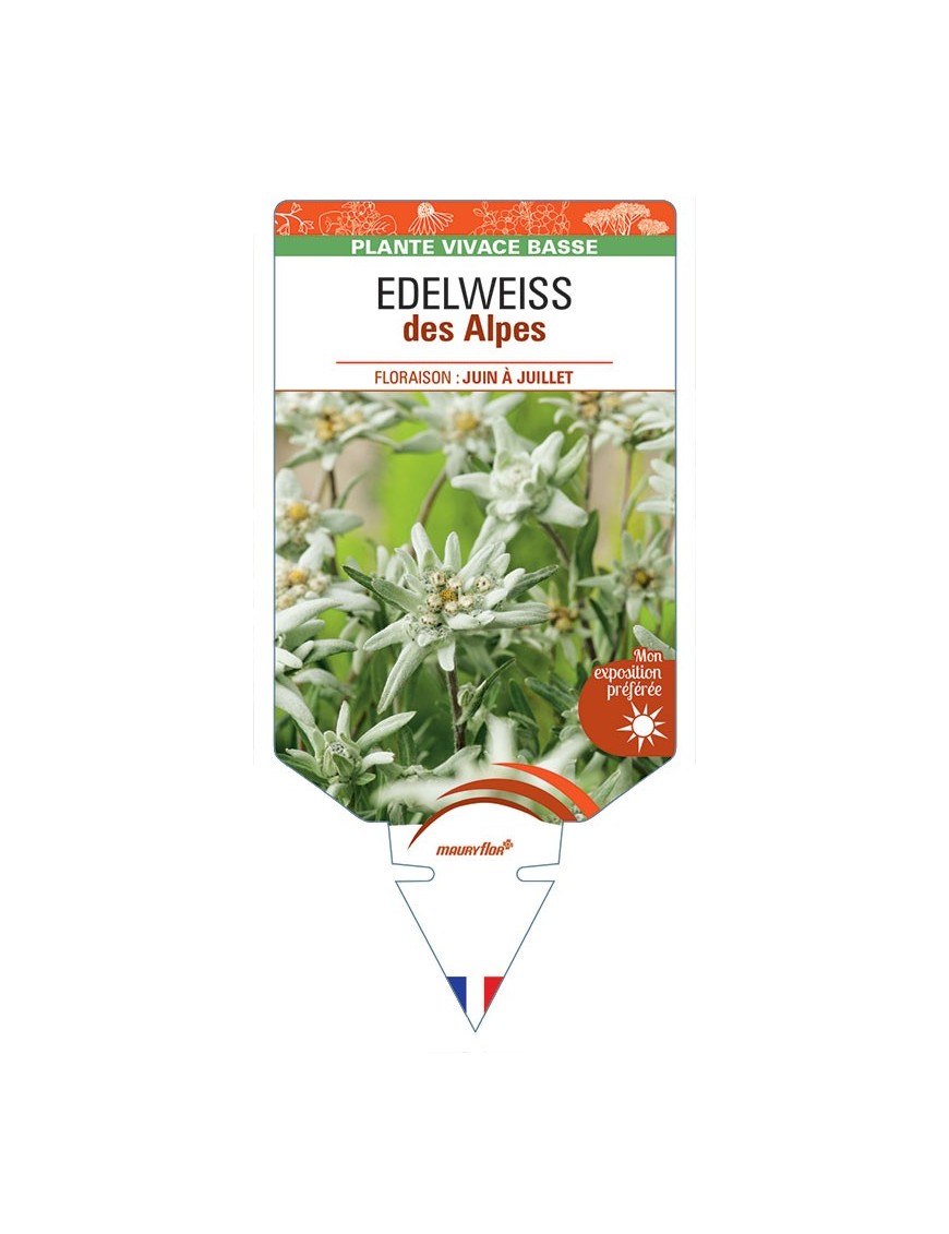 EDELWEISS DES ALPES *