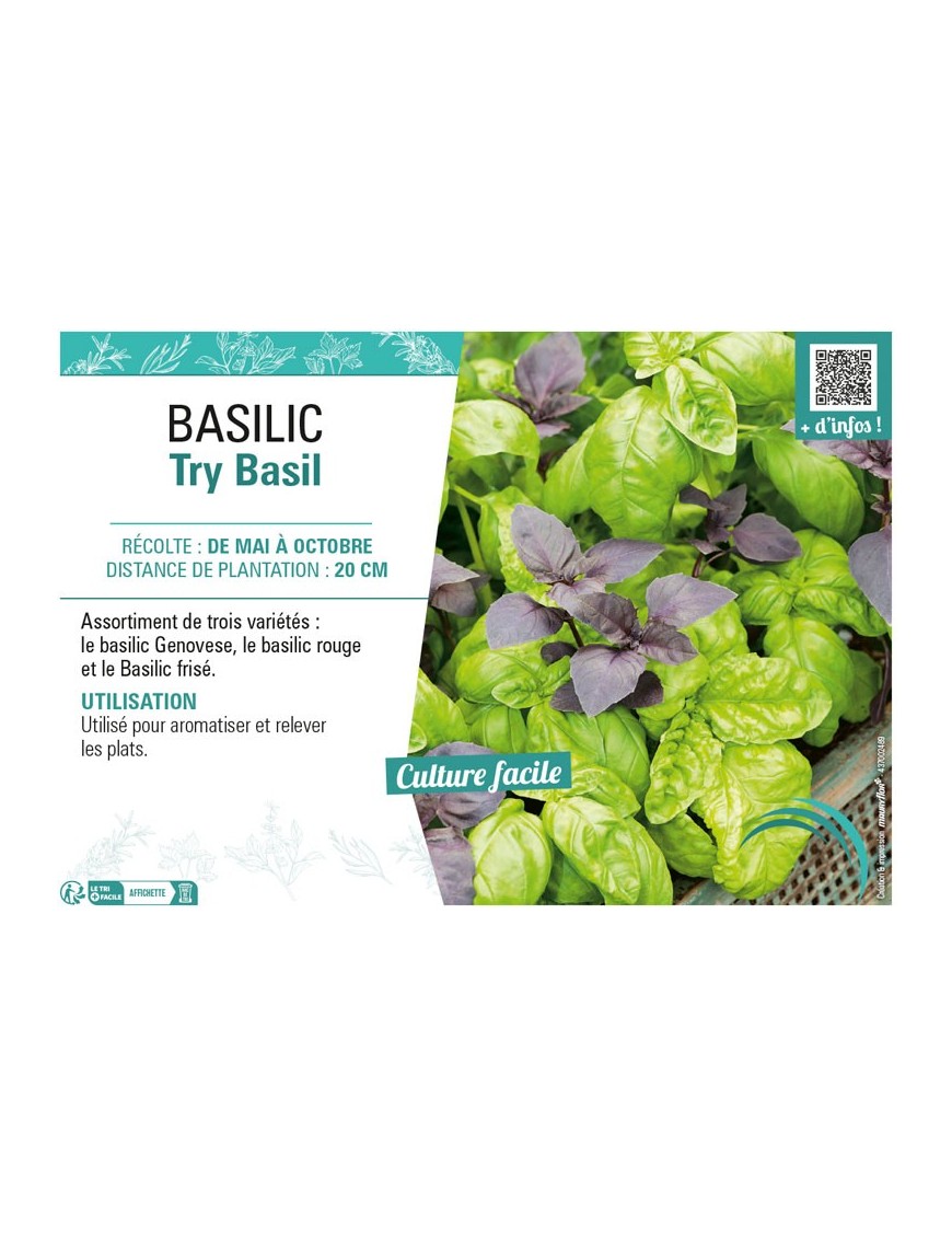 BASILIC TRY BASIL