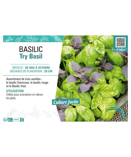 BASILIC TRY BASIL