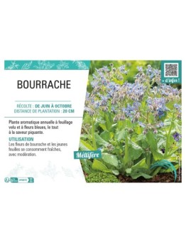 BOURRACHE