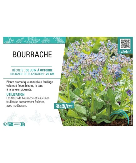 BOURRACHE