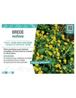 BREDE MAFANE