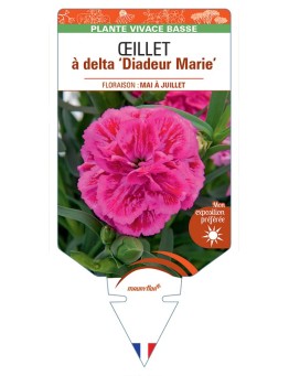 DIANTHUS deltoides Diadeur Marie voir Œillet à delta
