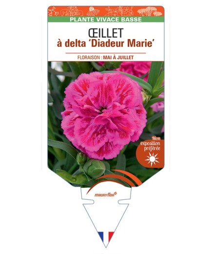 DIANTHUS deltoides Diadeur Marie voir Œillet à delta