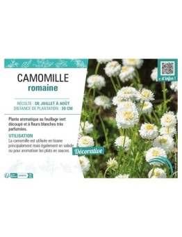 CAMOMILLE ROMAINE