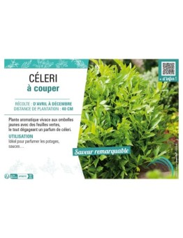 CÉLERI À COUPER
