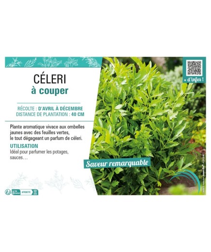 CÉLERI À COUPER