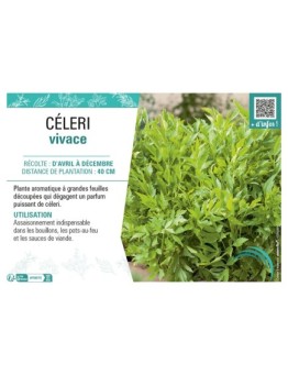CÉLERI VIVACE