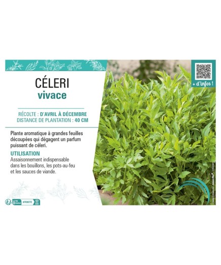 CÉLERI VIVACE