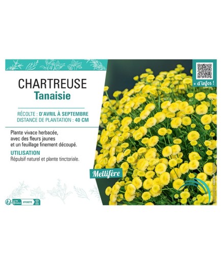 CHARTREUSE TANAISIE