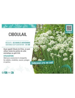 CIBOULAIL