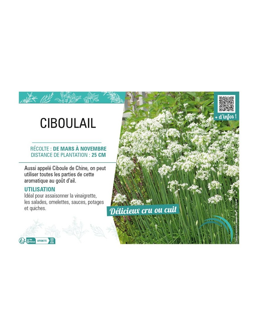 CIBOULAIL