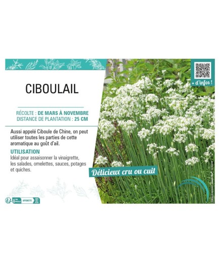CIBOULAIL