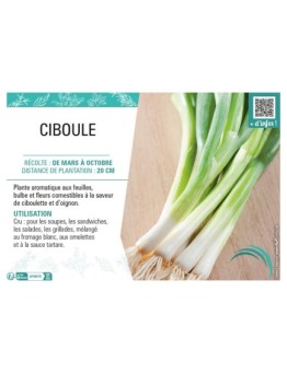 CIBOULE (VIVACE)