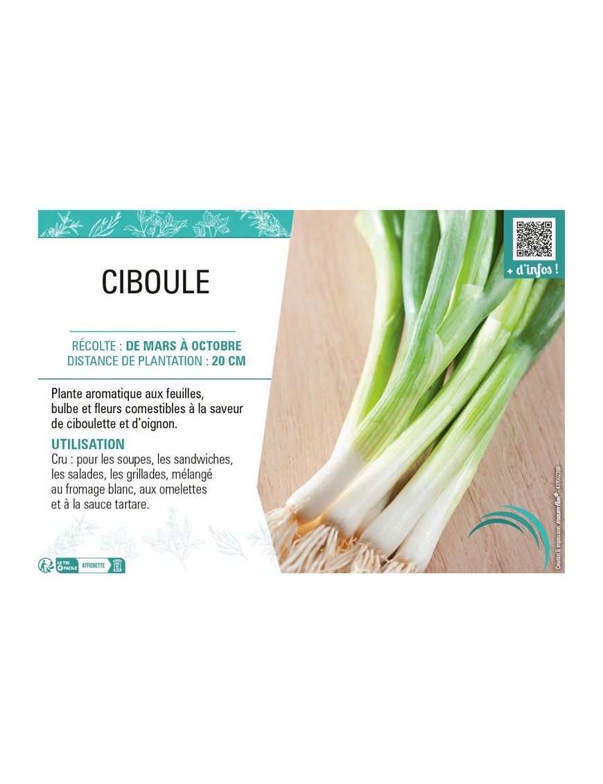 CIBOULE (VIVACE)