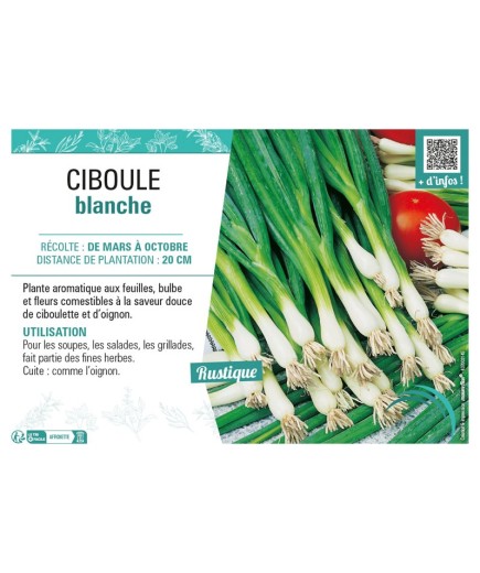 CIBOULE BLANCHE
