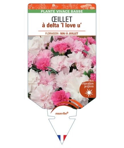 DIANTHUS deltoides I Love U voir Œillet à delta