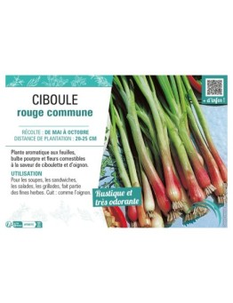 CIBOULE ROUGE COMMUNE