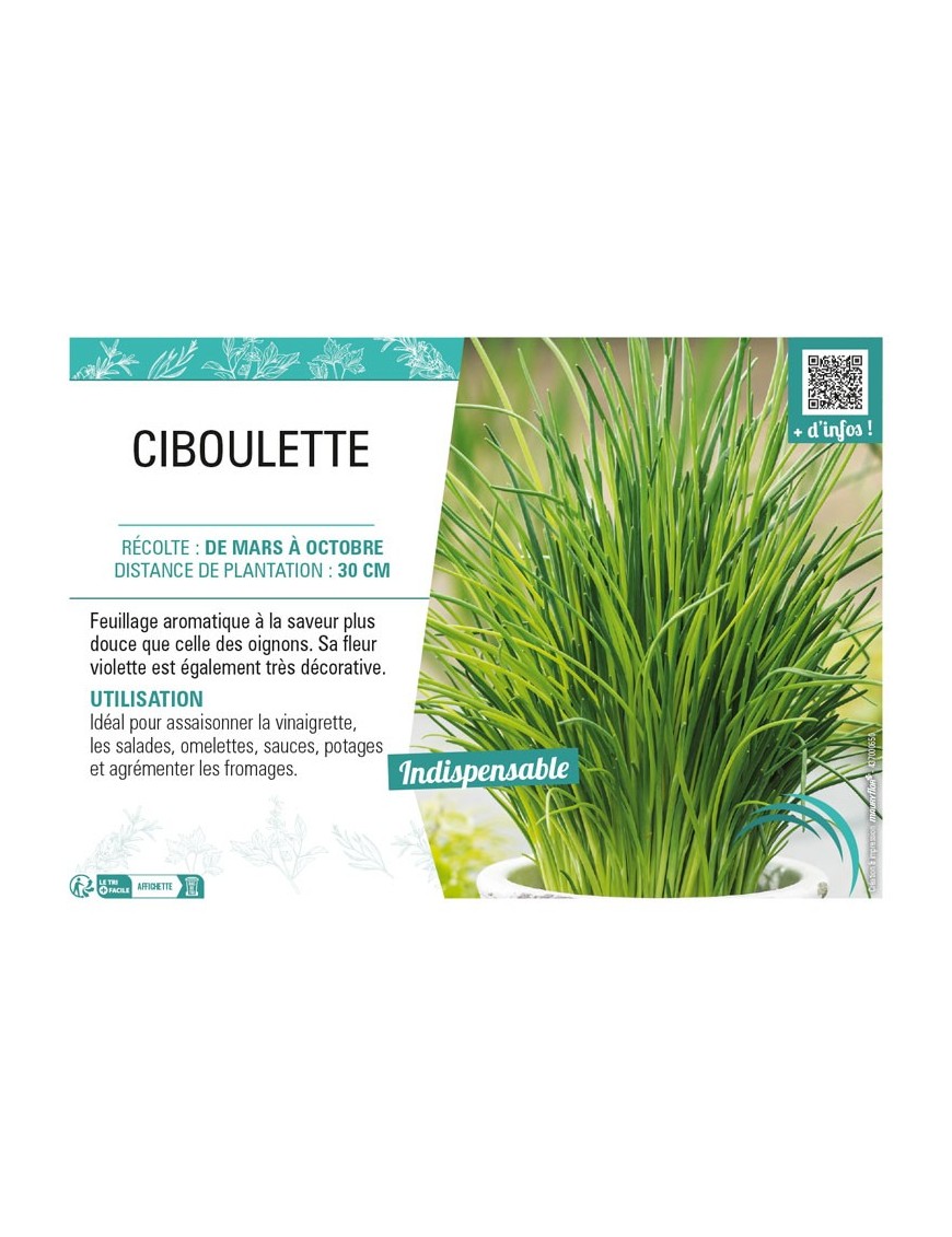 CIBOULETTE