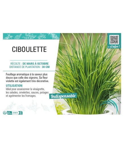 CIBOULETTE