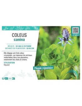 COLEUS CANINA