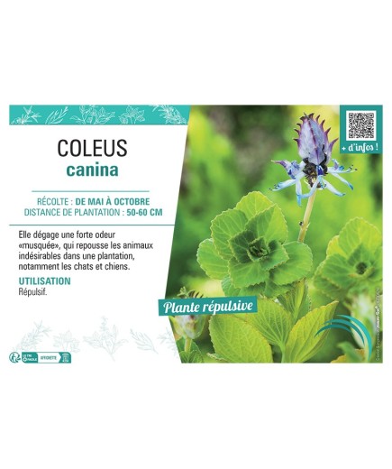 COLEUS CANINA
