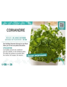 CORIANDRE