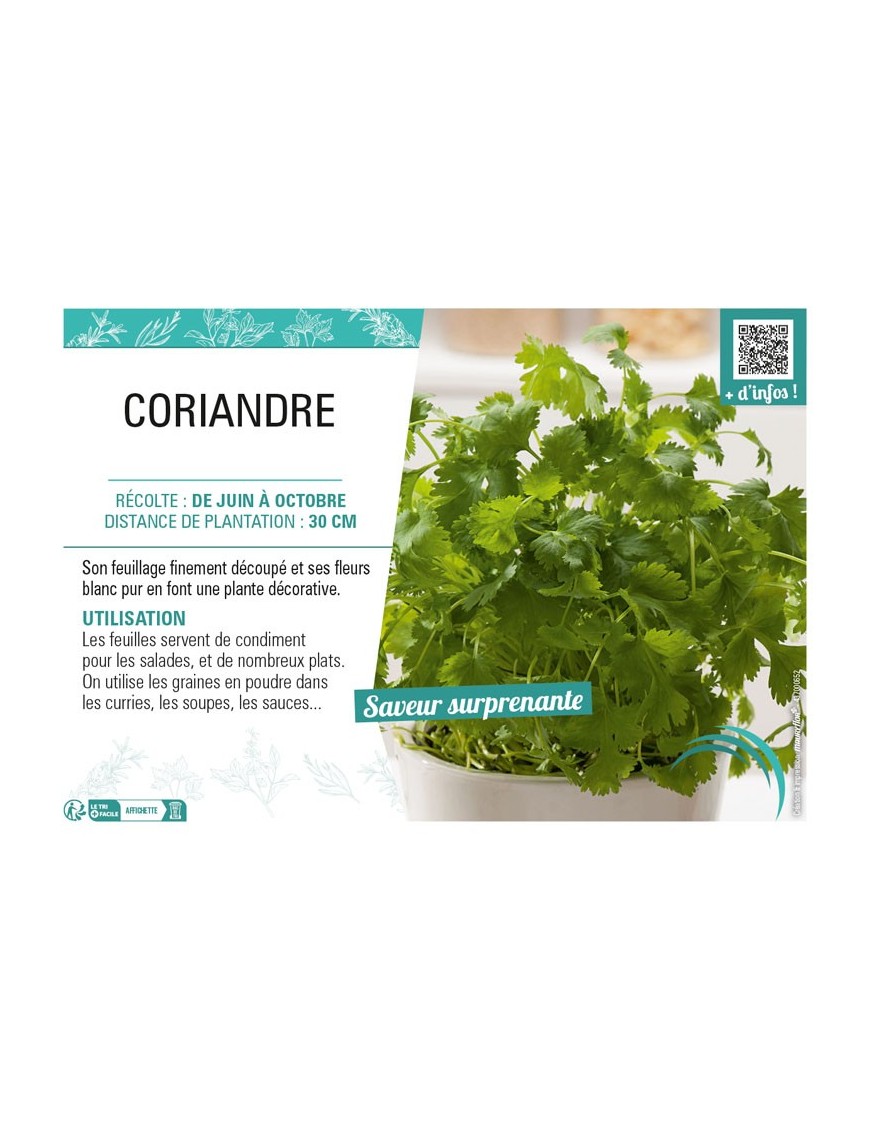 CORIANDRE