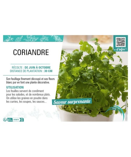 CORIANDRE