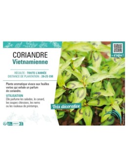 CORIANDRE VIETNAMIENNE
