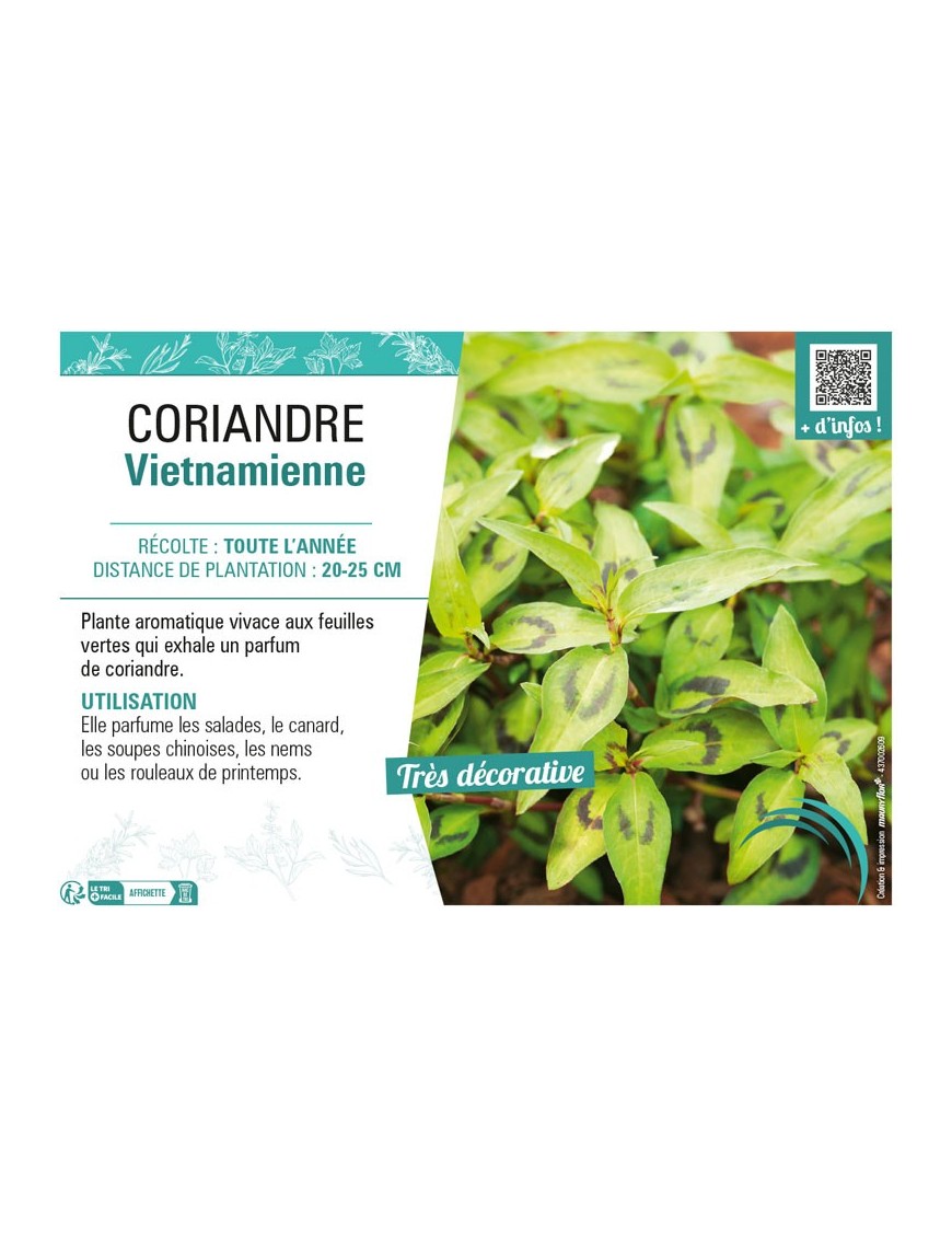 CORIANDRE VIETNAMIENNE