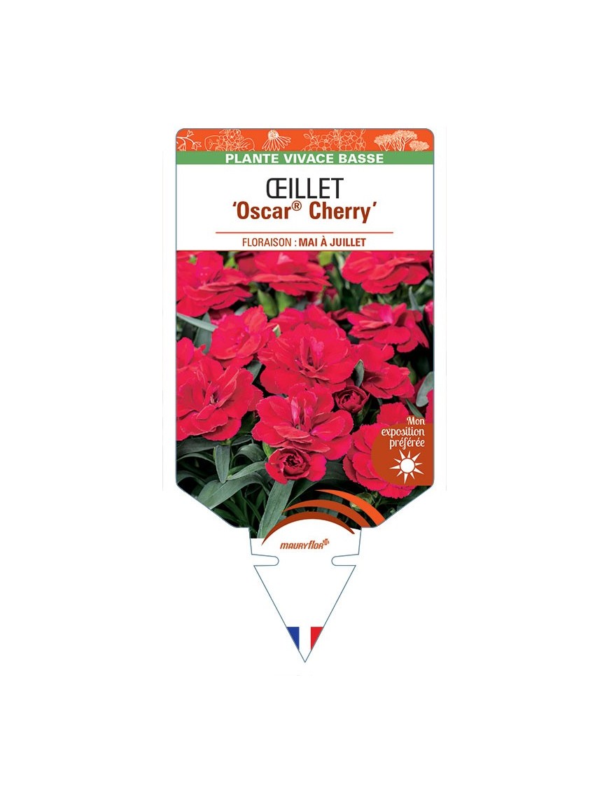 DIANTHUS deltoides Oscar® Cherry voir Œillet