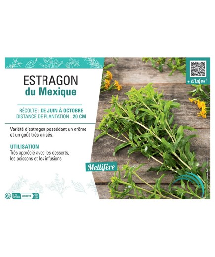 ESTRAGON DU Mexique