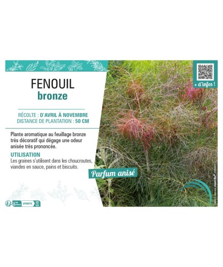 FENOUIL BRONZE