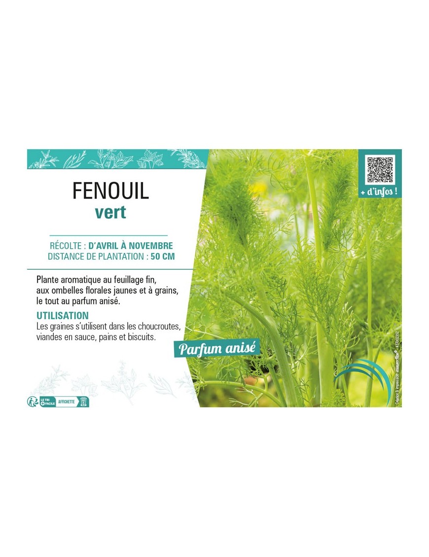 FENOUIL VERT