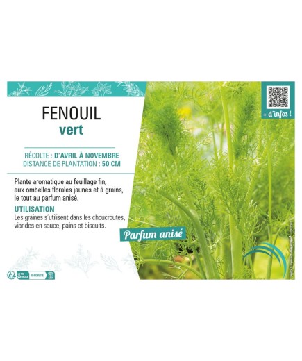 FENOUIL VERT