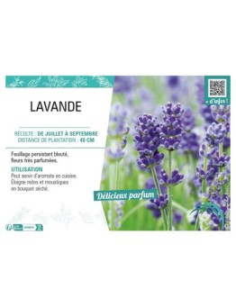 LAVANDULA voir LAVANDE