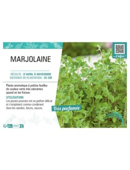 MARJOLAINE