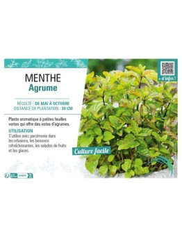 MENTHE AGRUME
