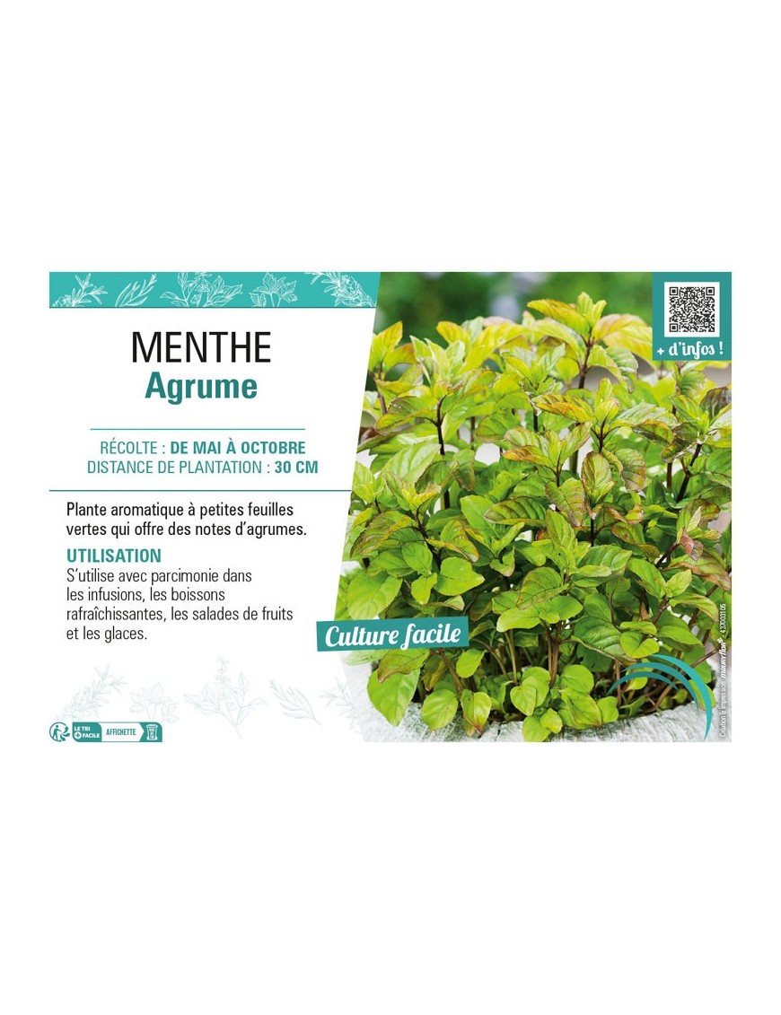 MENTHE AGRUME