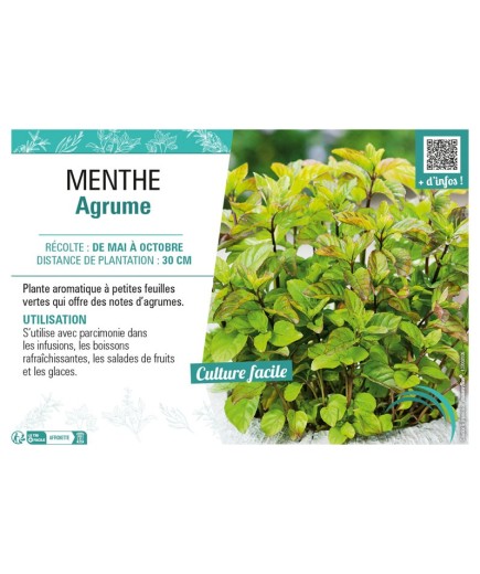 MENTHE AGRUME