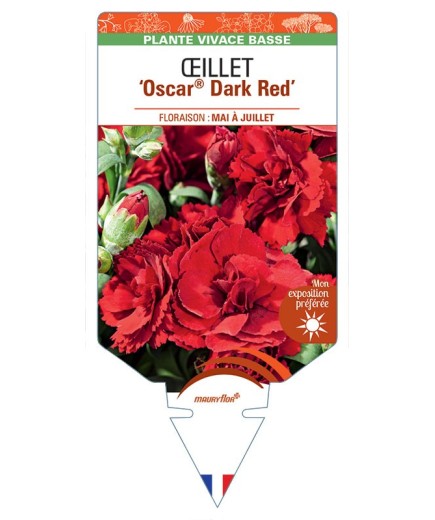 DIANTHUS deltoides Oscar® Dark Red voir Œillet