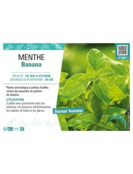 MENTHE BANANA