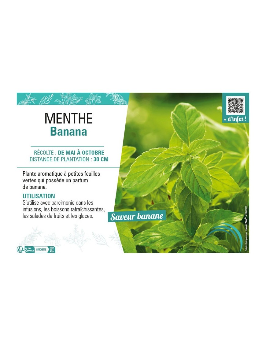 MENTHE BANANA