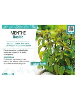 MENTHE BASILIC