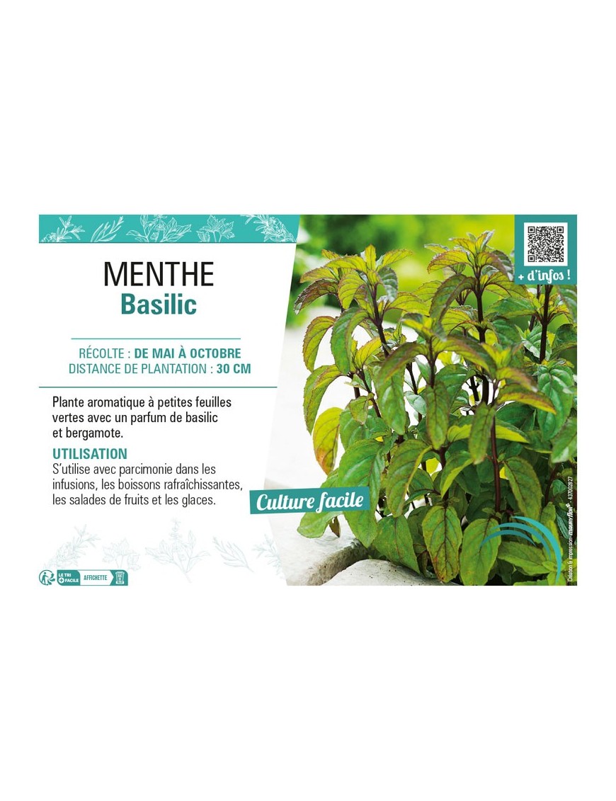 MENTHE BASILIC