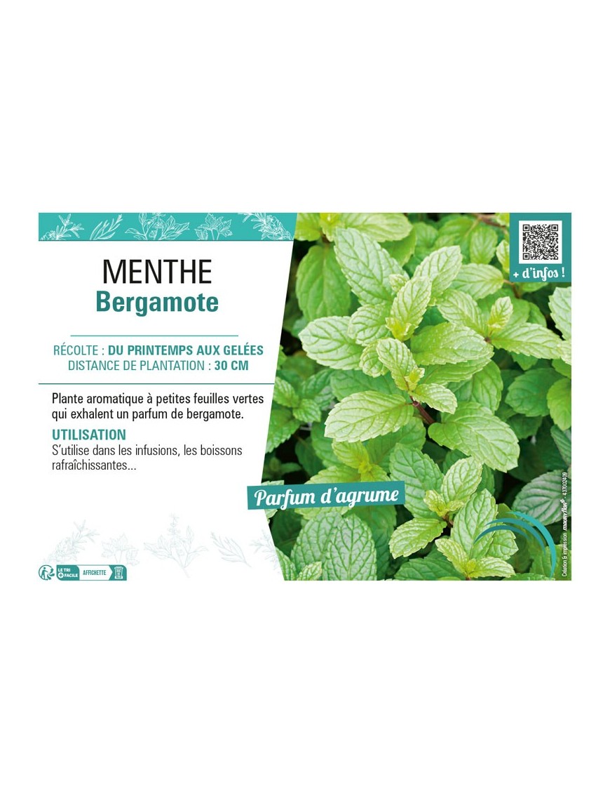 MENTHE BERGAMOTE