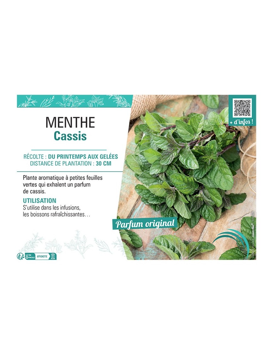 MENTHE CASSIS