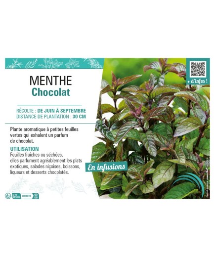 MENTHE CHOCOLAT