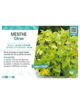 MENTHE CITRON